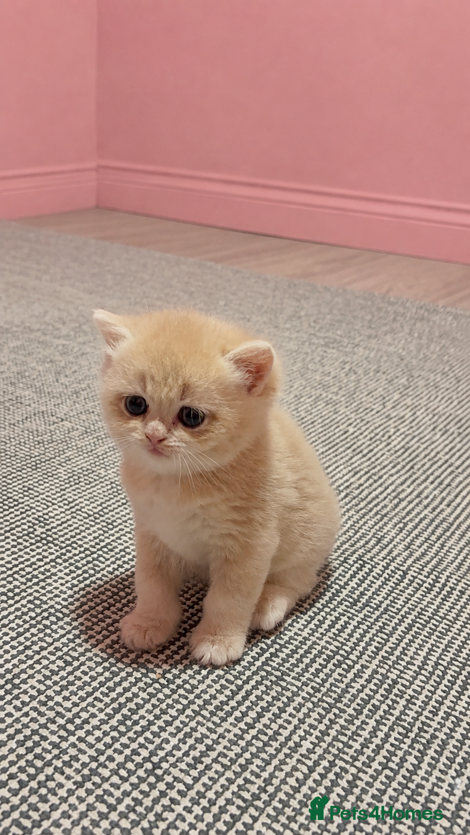 British Shorthair cats 👑 Rare AY12 & NY12 Kittens — Teddy Bear Faces - Advert 2