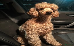 Cockapoo dogs for sale: Adorable Cockpoo looking for his forever home - Image 2