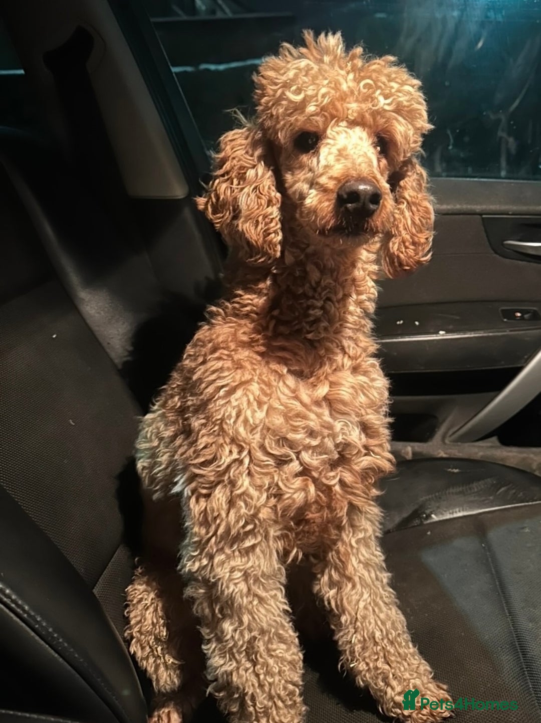 Cockapoo dogs for sale: Adorable Cockpoo looking for his forever home - Image 2