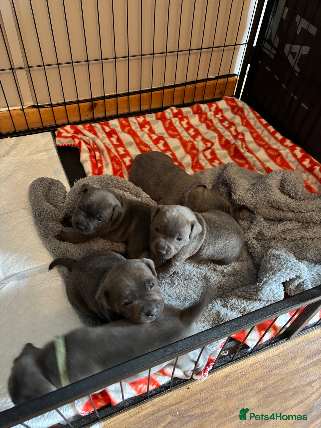 Staffordshire Bull Terrier dogs for sale: Blue staffy pups - Advert 1