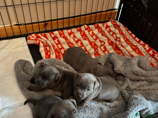 Staffordshire Bull Terrier dogs Blue staffy pups - Advert 14