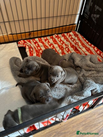 Staffordshire Bull Terrier dogs Blue staffy pups - Advert 12