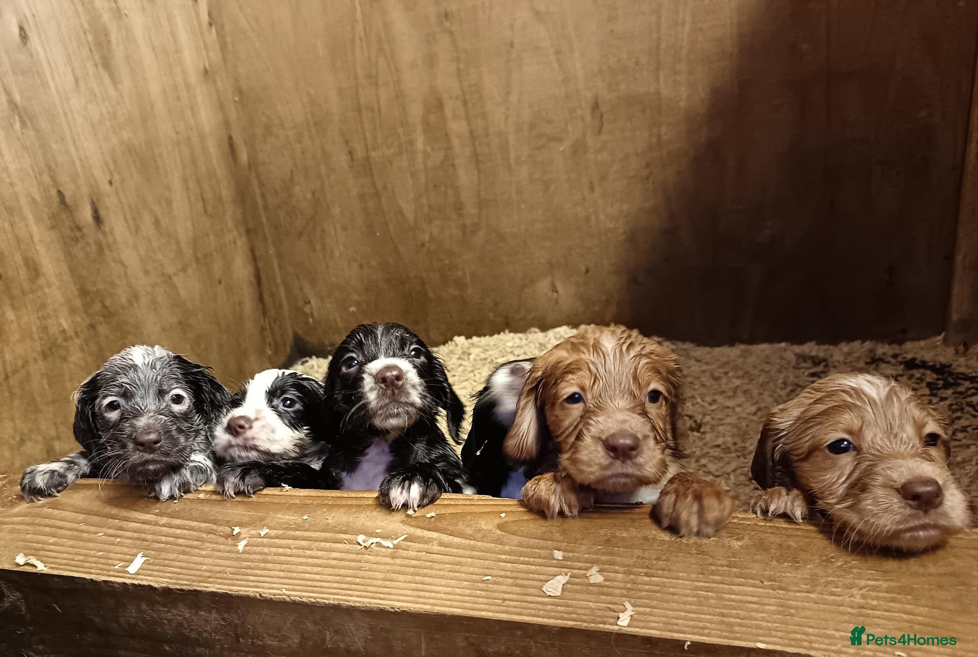 Cocker Spaniel dogs KC REGISTERED COCKERS - Advert 17