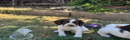 Cocker Spaniel dogs for sale: Cocker spaniel puppies  - Advert 5