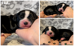 Cocker Spaniel dogs for sale: 🐾KC Reg- Working Cocker Spaniel DNA Tested 🧬 - Image 12