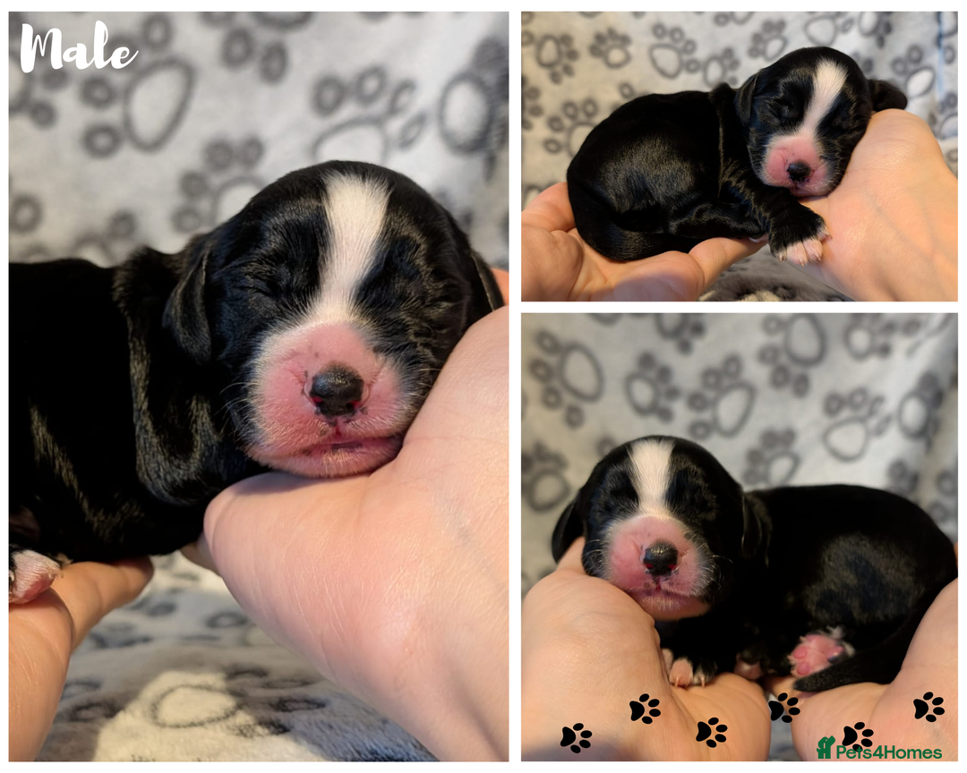 Cocker Spaniel dogs for sale: 🐾KC Reg- Working Cocker Spaniel DNA Tested 🧬 - Image 12