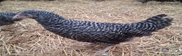 Chickens poultry for sale: Coloured hybrids pullets all female  - Advert 3