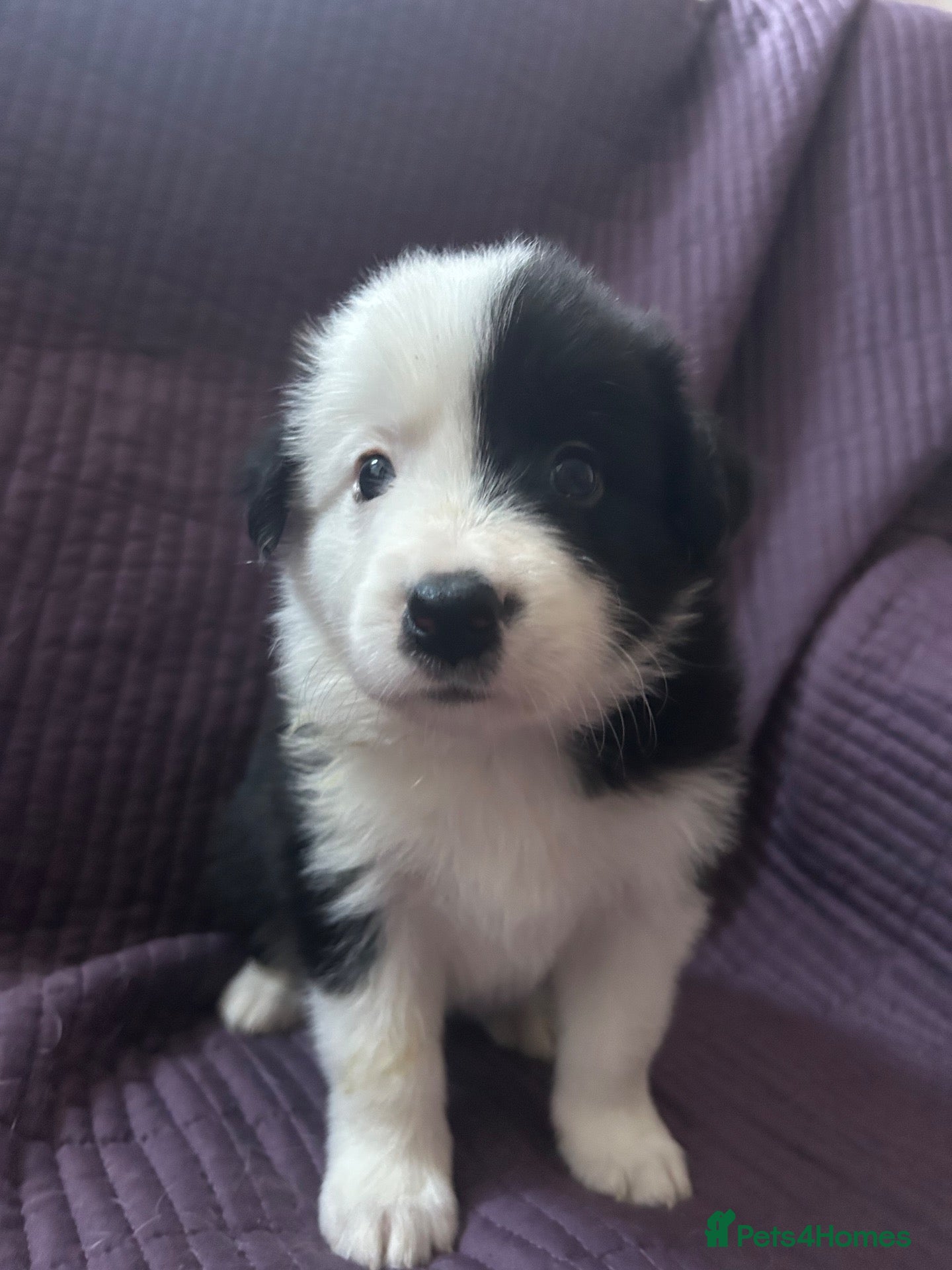 Border Collie dogs KC reg. Border Collie puppies!!! - Advert 1