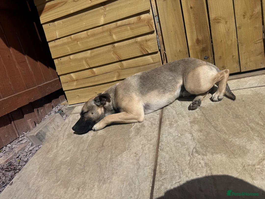 Mixed Breed dogs for sale: Male dog available  - Advert 2