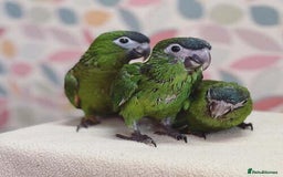 Parrots birds for sale: I have Gorgeous babys hahns macaws for sale  - Image 6