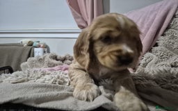 Cocker Spaniel dogs for sale: Health Tested Cocker spaniel puppies  - Advert 2
