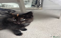 Maine Coon cats for sale: Unique 1/2 Maine Coone Kittens x 4  - Image 16