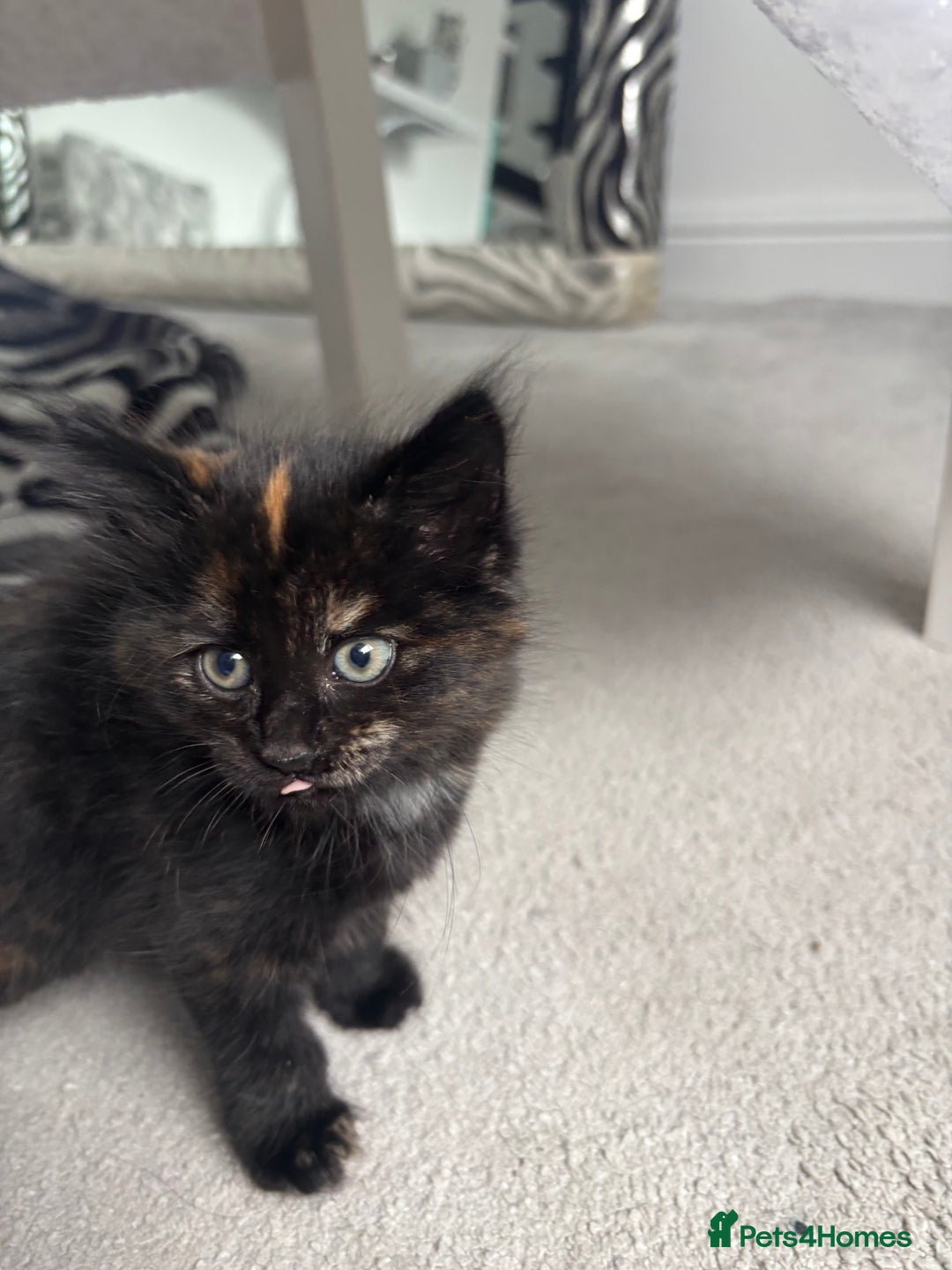 Maine Coon cats for sale: Unique 1/2 Maine Coone Kittens x 4  - Image 16