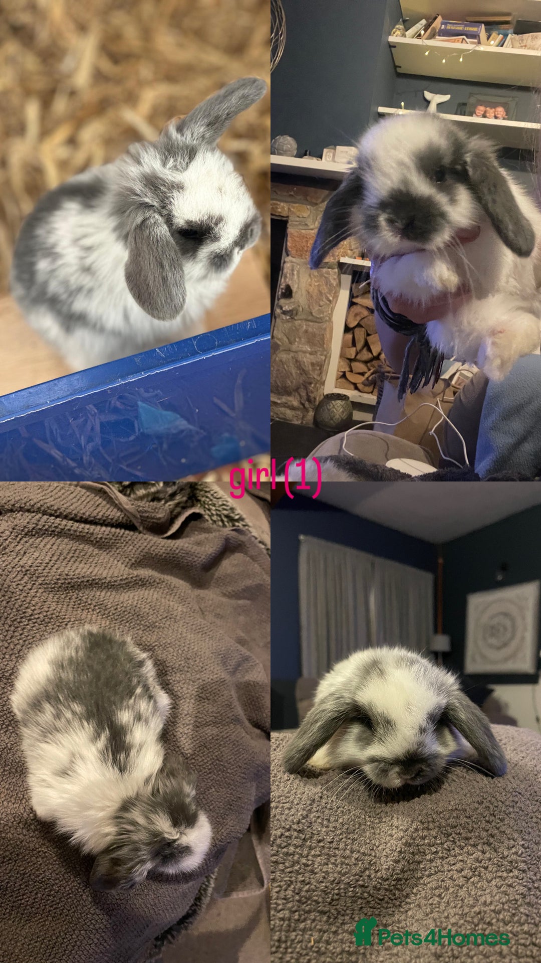 Mini Lop rabbits for sale: HAND-RAISED, FLUFFY AND FRIENDLY BUNNYS FOR SALE🥰 - Image 2
