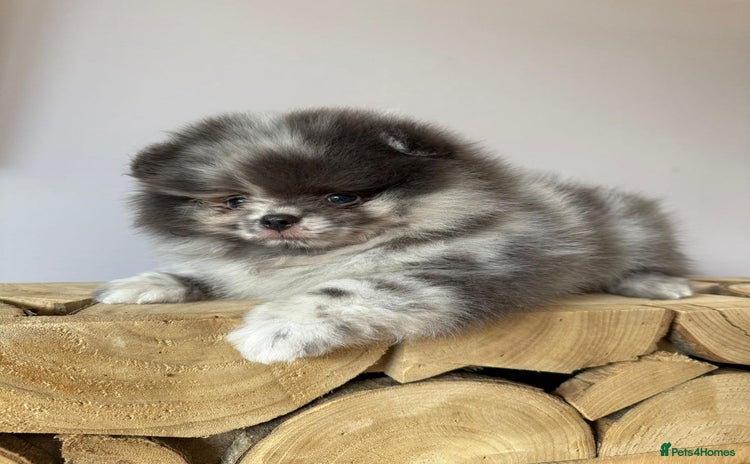 Pomeranian dogs - Advert 1