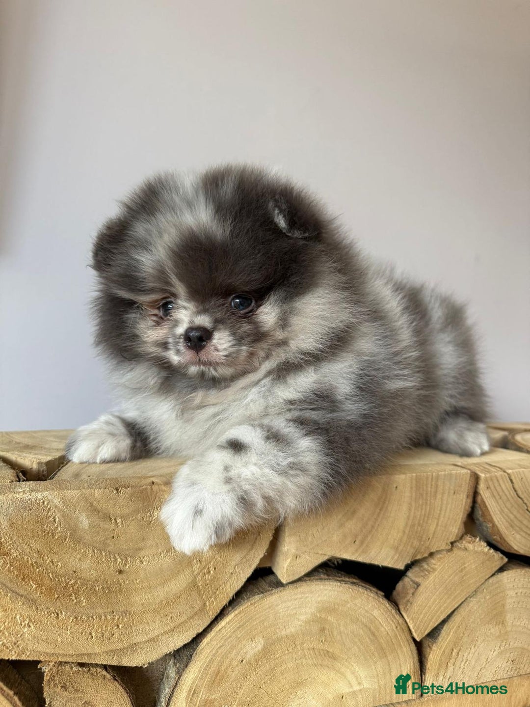 Pomeranian dogs for sale: Lilac merle Pomeranian  - Image 1