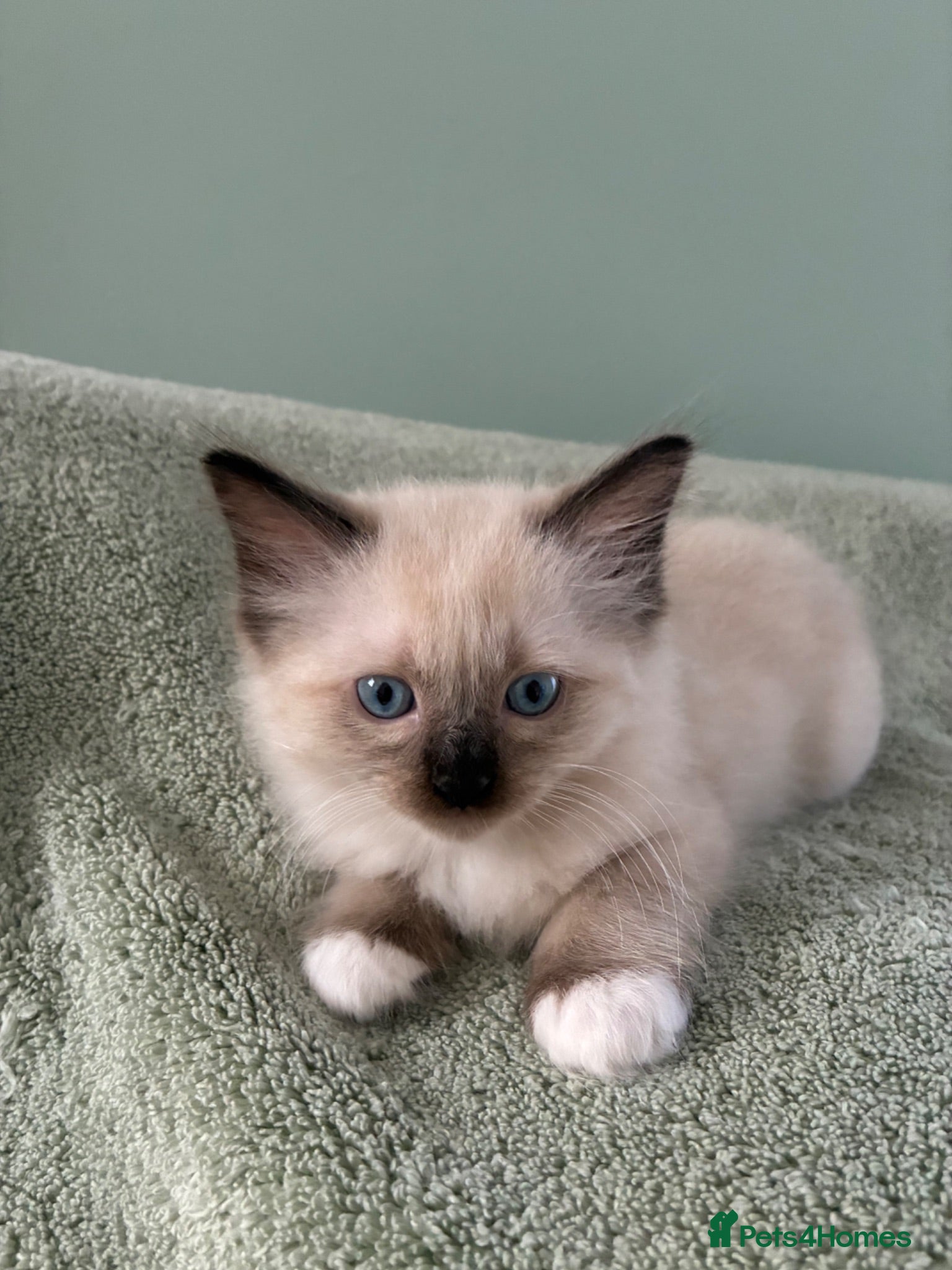 Ragdoll cats Pure Ragdoll Kittens *Ready Now* - Advert 18