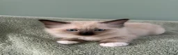 Ragdoll cats for sale: Pure Ragdoll Kittens *Ready Now* - Advert 1