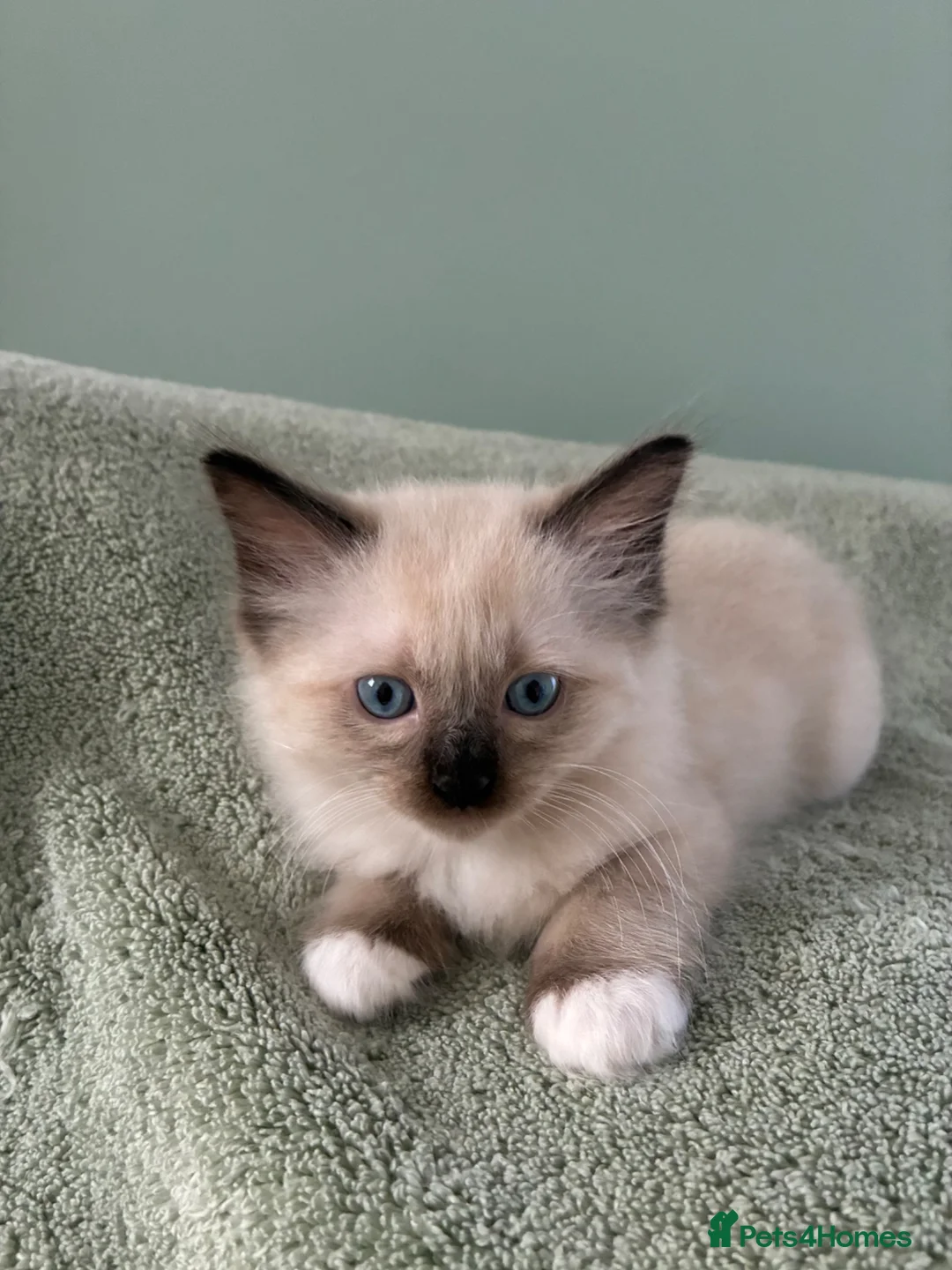 Ragdoll cats for sale: Pure Ragdoll Kittens *Ready Now* - Advert 1