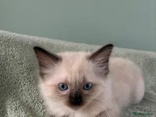 Ragdoll cats Pure Ragdoll Kittens *Ready Now* - Advert 2