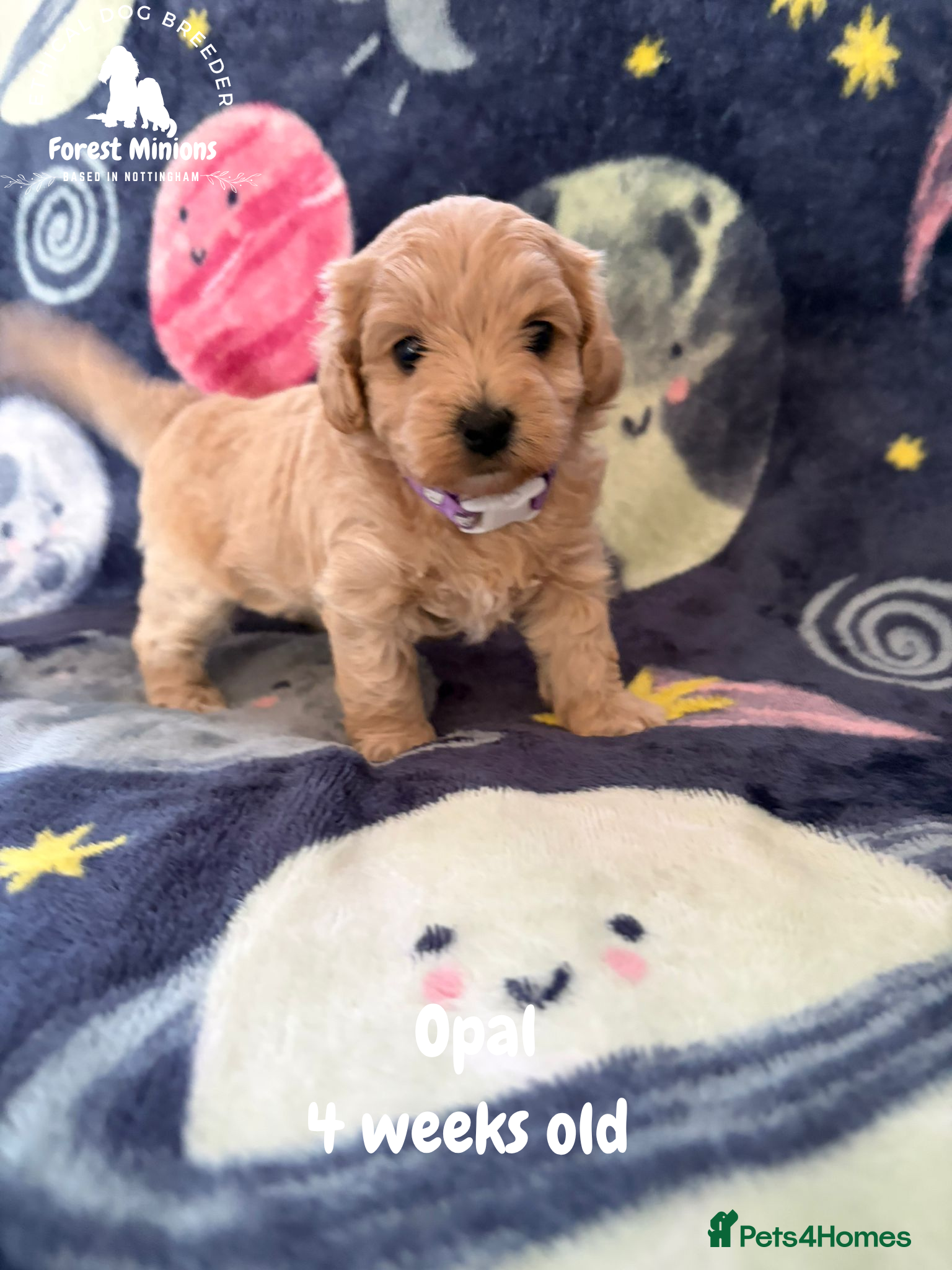 Maltipoo dogs Stunning Maltipoo puppies ❤️ - Advert 1