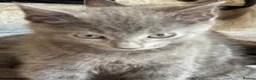 British Shorthair cats for sale: 5 beautiful kittens  - Advert 7