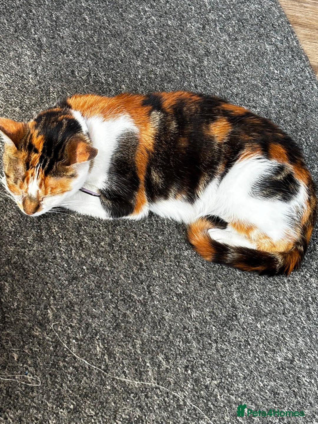 Mixed Breed cats for sale: Flora and cosmo - Image 5