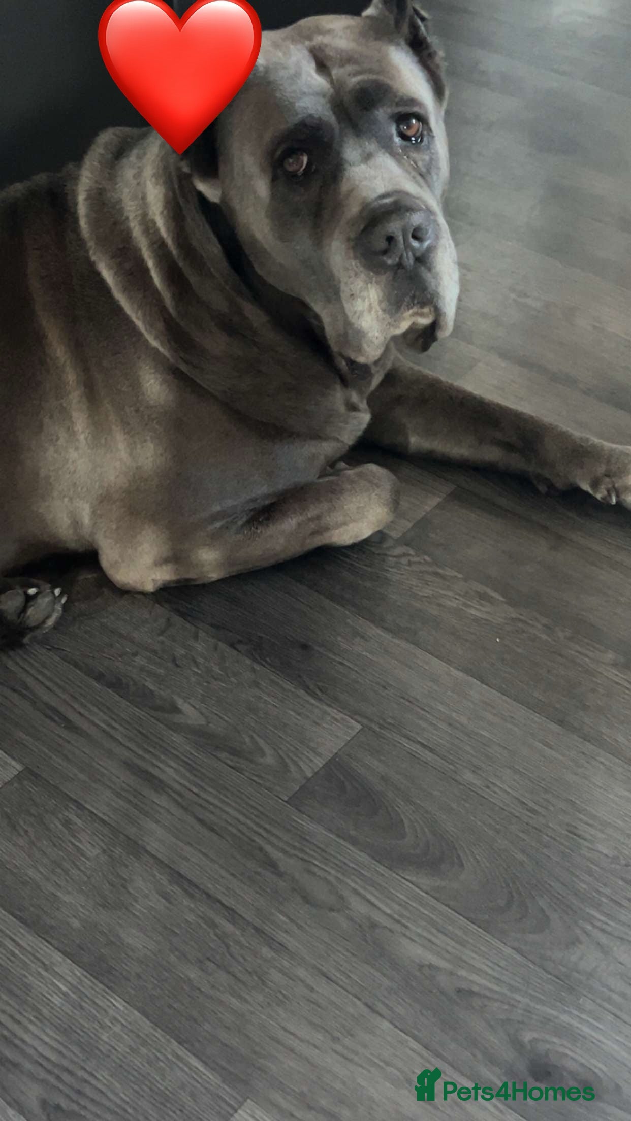 Cane Corso dogs Romanian Import KC Reg Cane Corso blue stud  - Advert 1