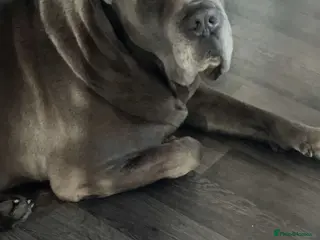 Cane Corso dogs Romanian Import KC Reg Cane Corso blue stud - Advert 1