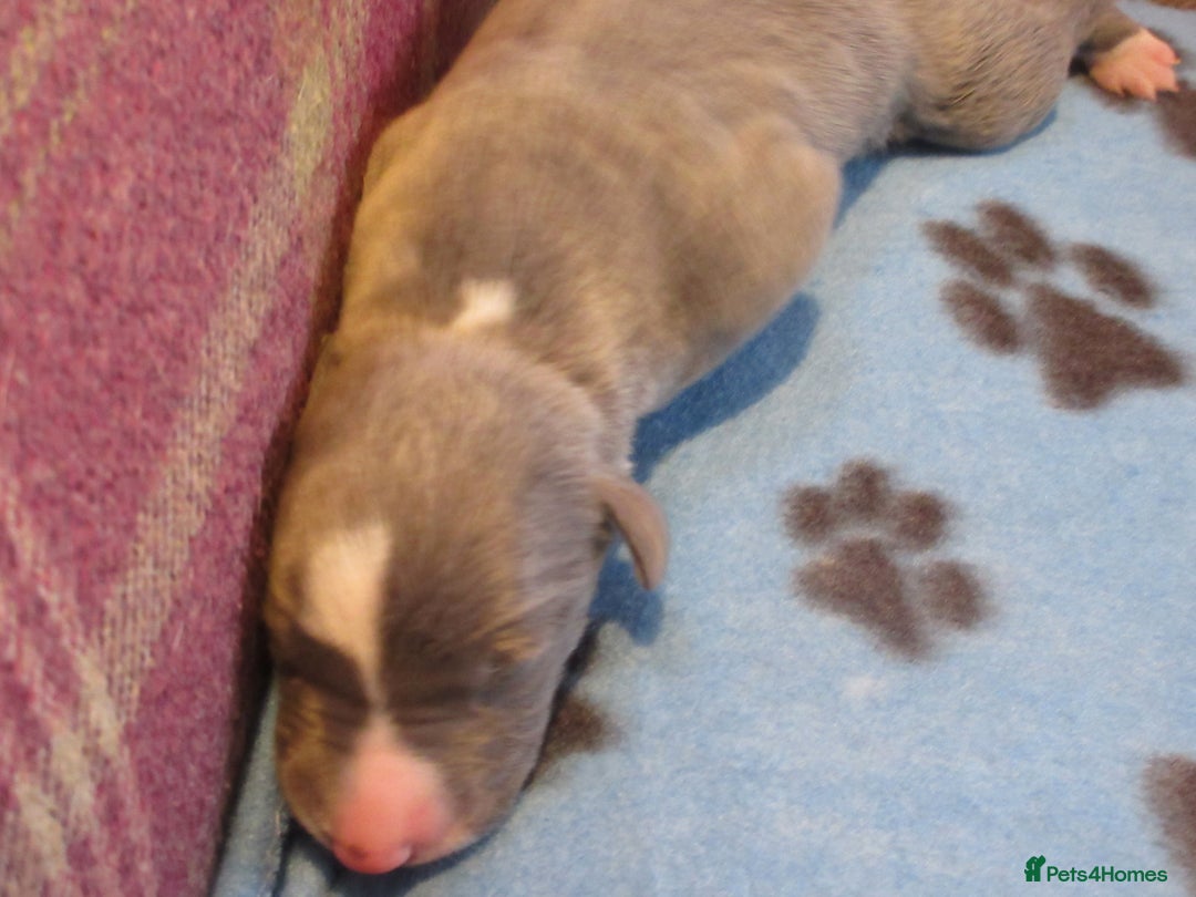 Whippet dogs for sale: KC DNA health tested, show quality Whippets - Advert 4