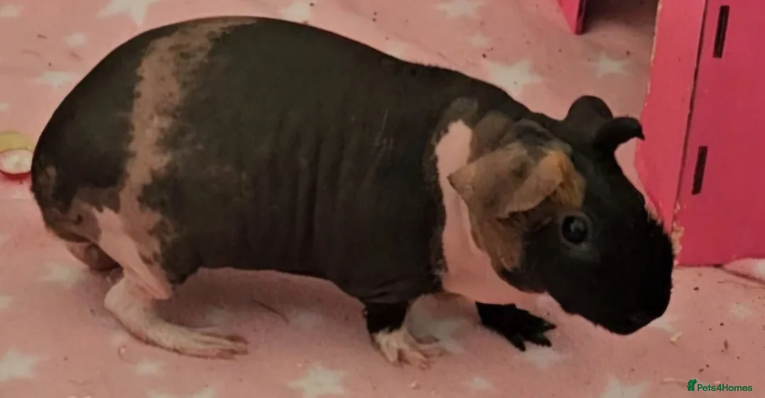 Guinea Pig rodents for sale: 2x skinny pigs plus full set up - Advert 8