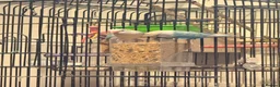 Lovebirds birds for sale: 2 male love birds  - Advert 3