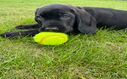 Mixed Breed dogs for sale: Cane corso x spaniel  - Image 1