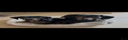 Miniature Dachshund dogs for sale: Two beautiful miniature dachshunds for sale  - Advert 1