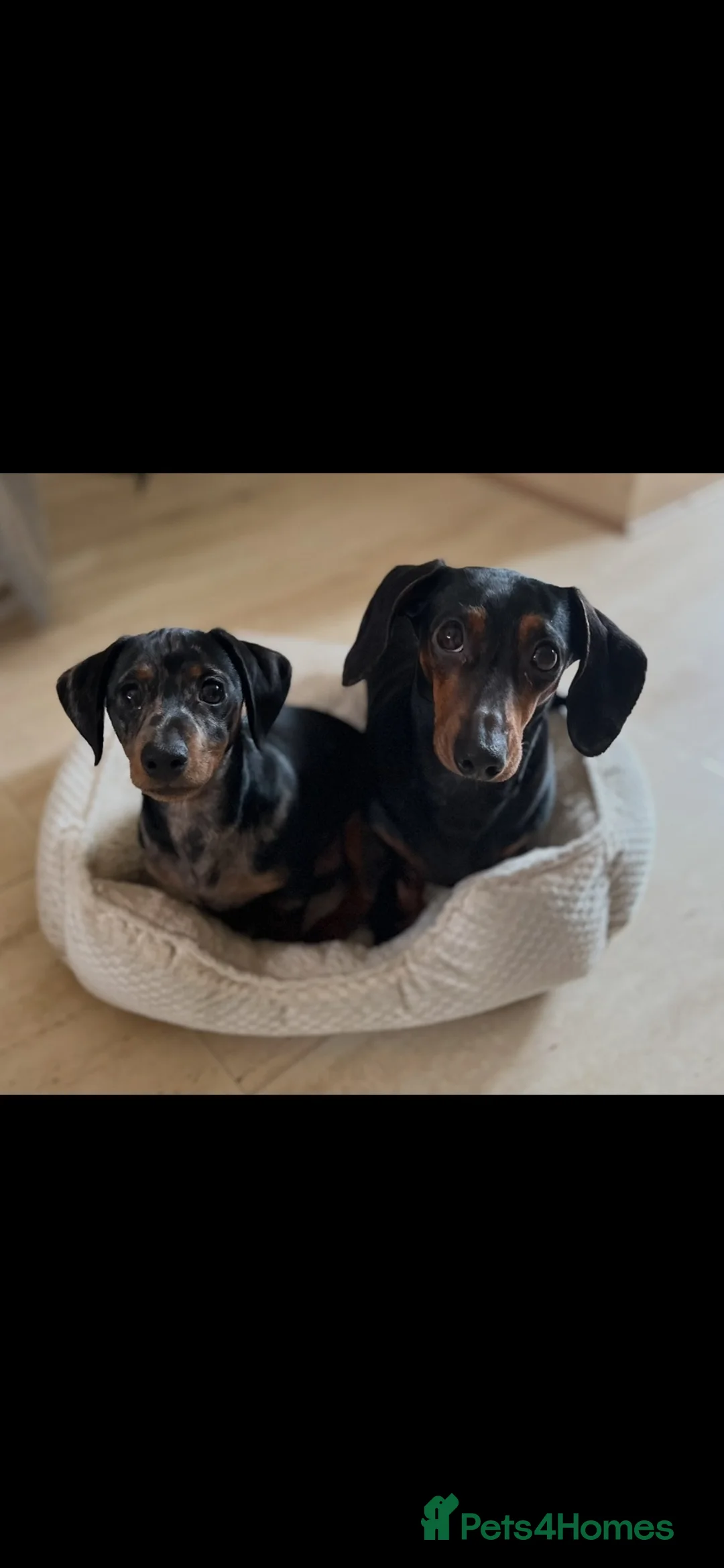 Miniature Dachshund dogs for sale: Two beautiful miniature dachshunds for sale  - Advert 1