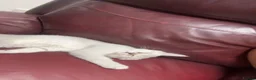 British Shorthair cats for sale: 8 month kitten  - Advert 3