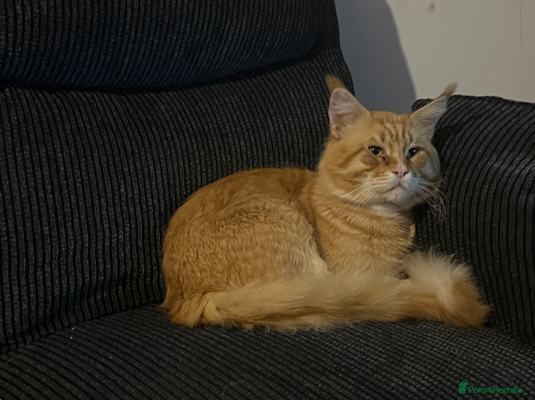 Maine Coon cats for sale: Maine Coon Cross Kittens Ready for Homes! - Advert 17