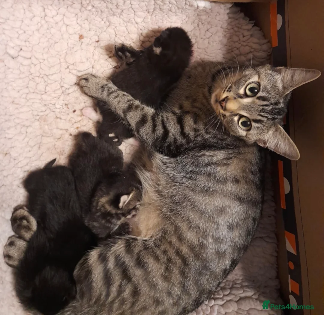Mixed Breed cats for sale: Part bengal kittens  - Advert 1