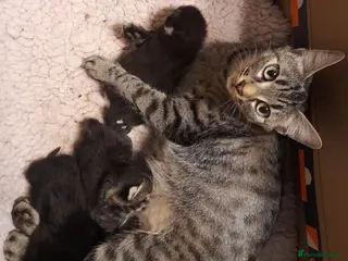 Mixed Breed cats Part bengal kittens - Advert 10