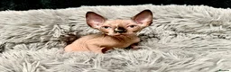 Sphynx cats for sale: TICA Reg Sphynx Kittens, Extensive Genetic Testing - Advert 18