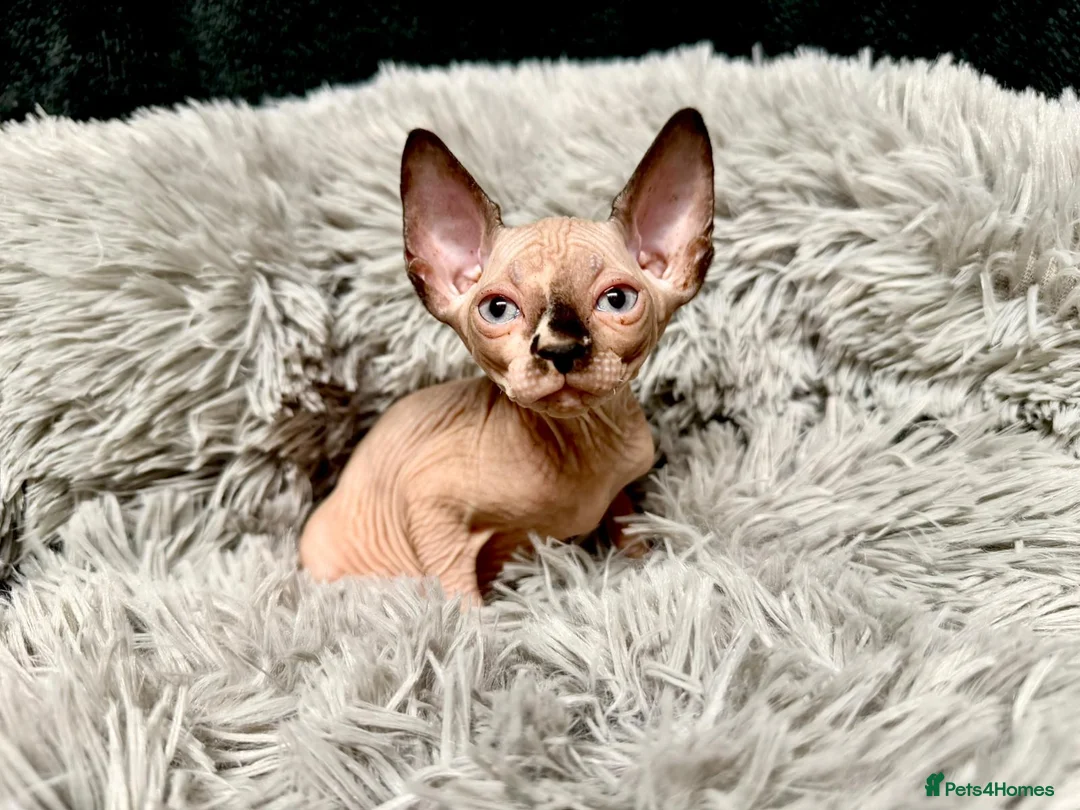Sphynx cats for sale: TICA Reg Sphynx Kittens, Extensive Genetic Testing - Advert 18