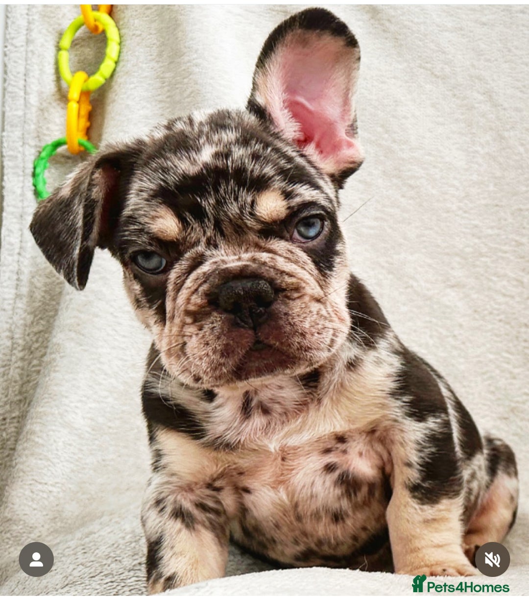 French Bulldog dogs for sale: Beautiful well bred, amazing temperament puppies - Advert 6