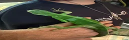 Iguana reptiles for sale: fiji Iguana pair  - Advert 2