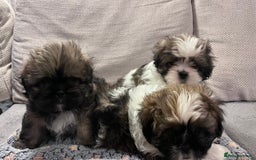 Shih Tzu dogs for sale: Beautiful puppies are looking for a new home - Image 1