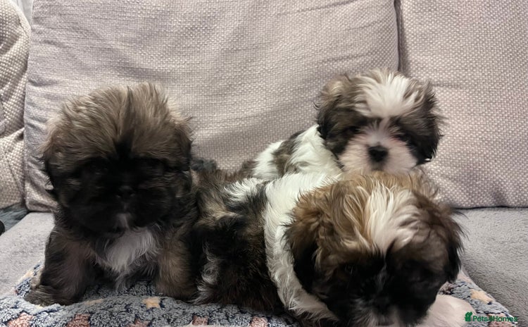 Shih Tzu dogs - Advert 1