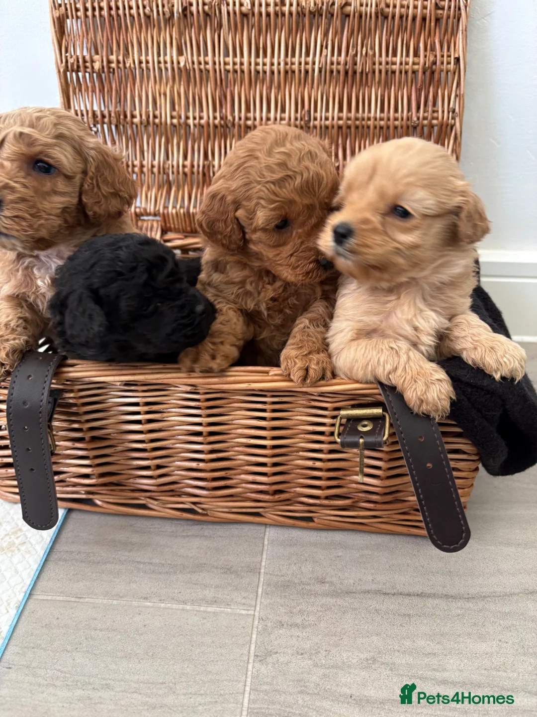 Cockapoo dogs for sale: Beautiful cockapoo puppies for sale  in Slough - Advert 14