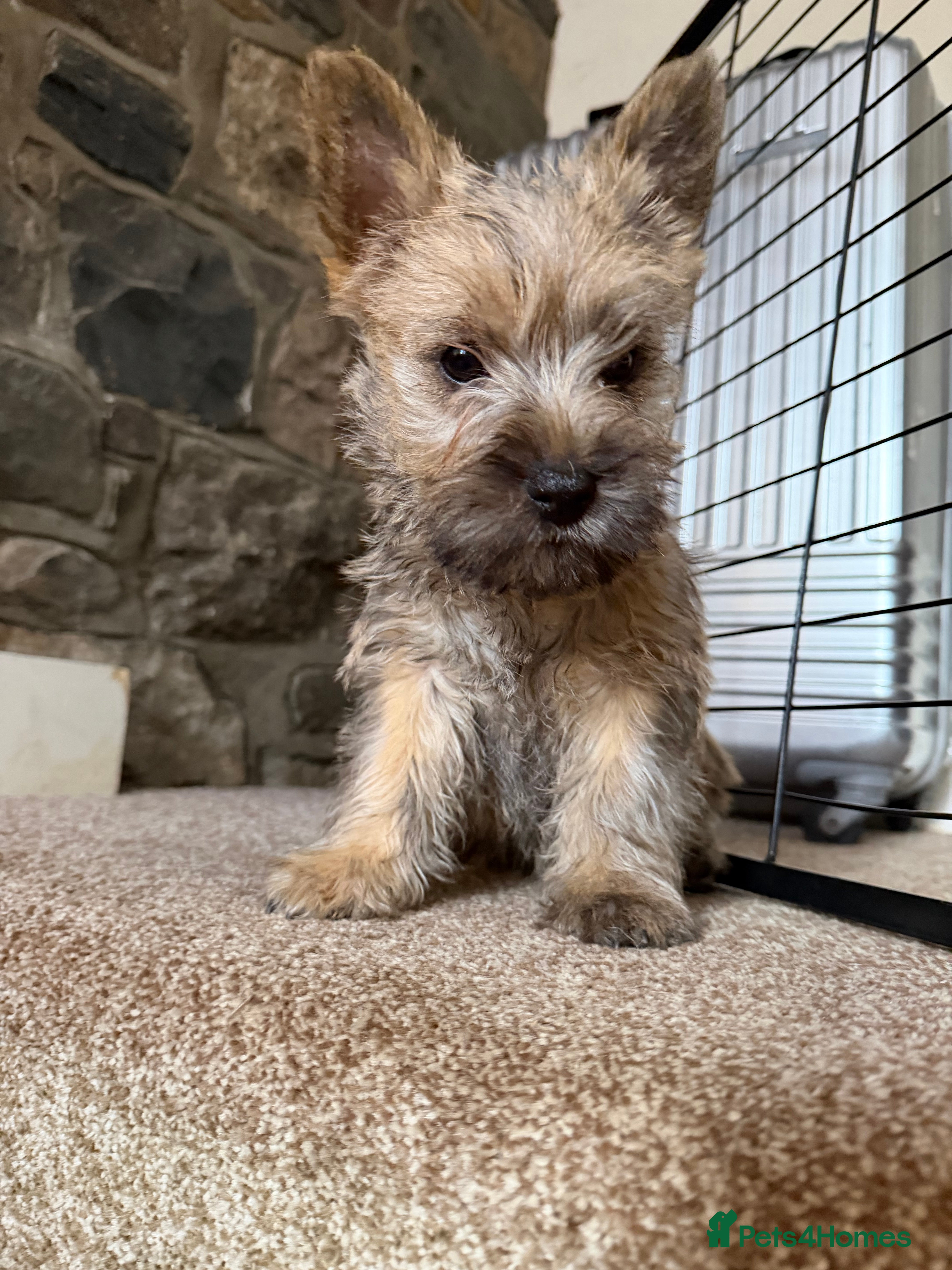 Cairn Terrier dogs Sweetest Little KC Reg Cairn Terrier Puppies.  - Advert 5