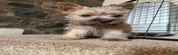 Cairn Terrier dogs for sale: Sweetest Little KC Reg Cairn Terrier Puppies.  - Advert 4