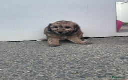 Cavapoochon dogs for sale: Beautiful Cavapoochon puppies for sale  - Image 6