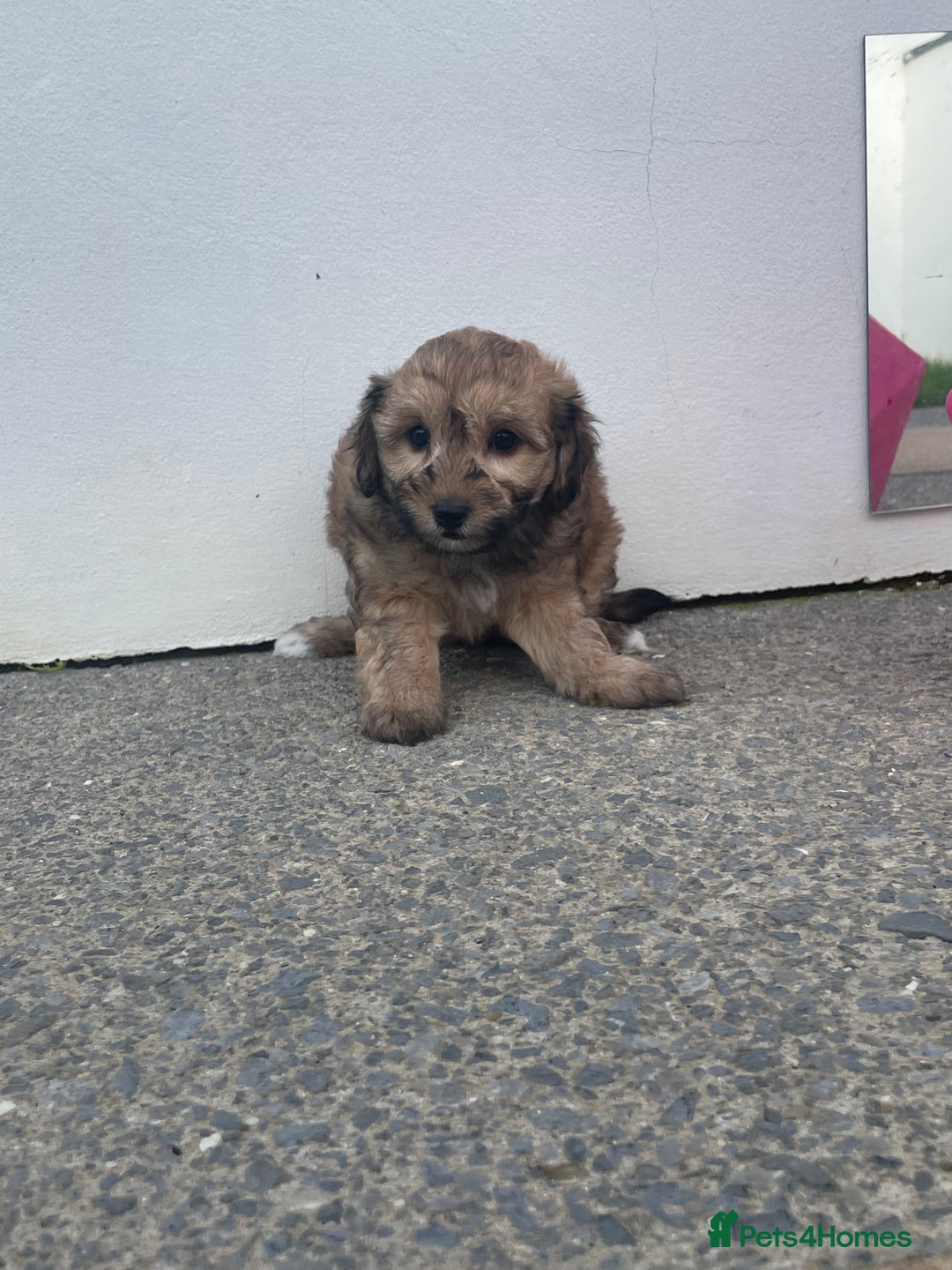 Cavapoochon dogs for sale: Beautiful Cavapoochon puppies for sale  - Image 6